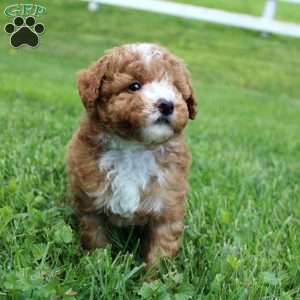 Blaze, Miniature Poodle Puppy